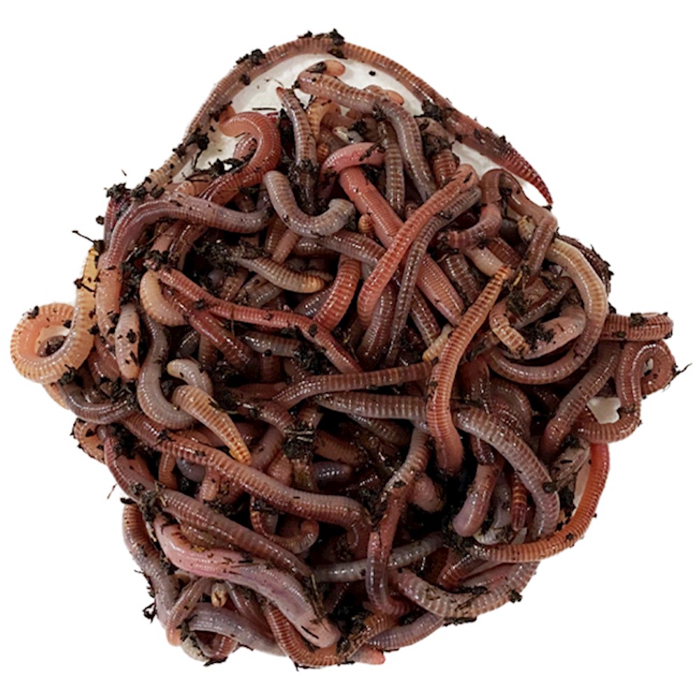 Live worms, live worms for sale, red worms, panfish worms, red worms